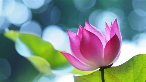 Pink Lotus Flower UHD 4K Wallpaper | Pixelz