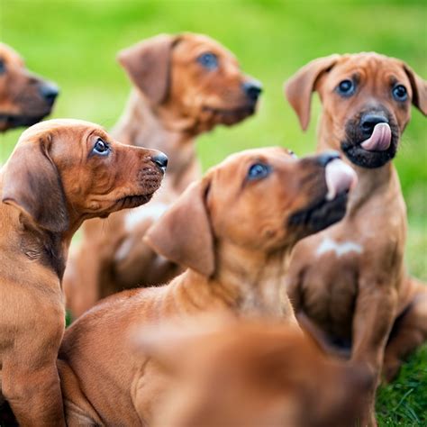 Rhodesian Ridgeback Puppies For Sale 2021 Maverik & Charlie