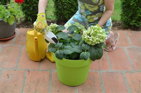 Woman fertilizing flowers stock photo. Image of blooming - 40232152