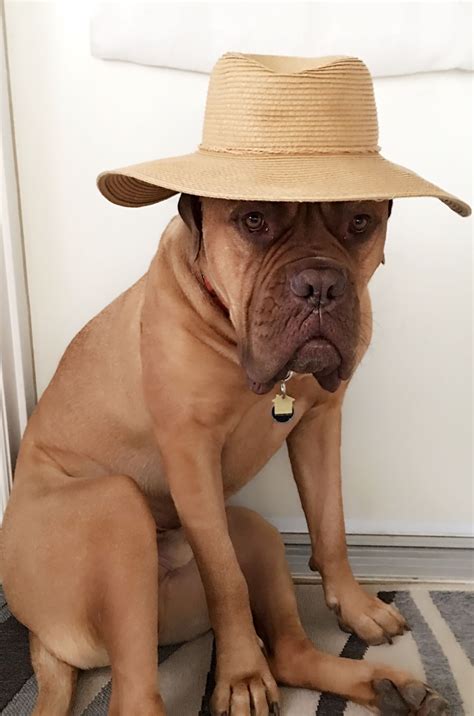 Our Dogue de Bordeaux - Farmer MeatBall | Cute funny animals, Cute cats and dogs, Funny dog memes