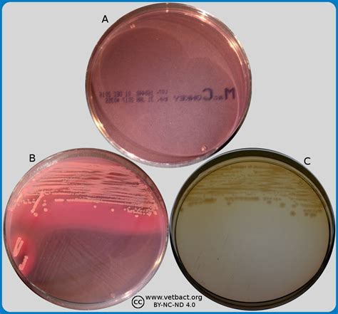 Listeria Monocytogenes Colony Morphology : Listeriosis an Update ...