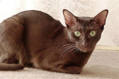 Top 7 Brown Cat Breeds (with Pictures) | Pet Keen