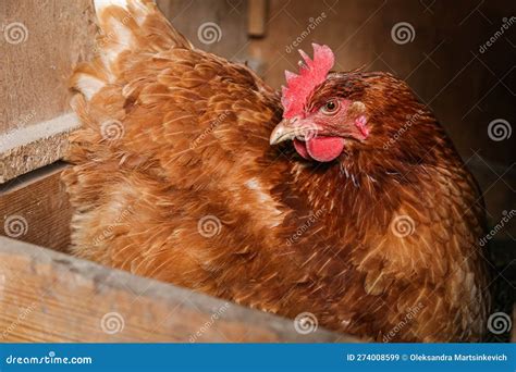 Chicken Brown, Chicken in the Coop Stock Image - Image of portrait, organic: 274008599