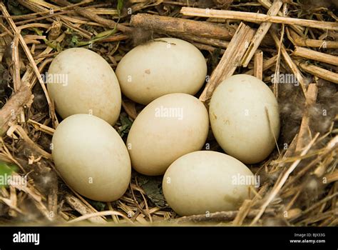 Mallard egg hi-res stock photography and images - Alamy