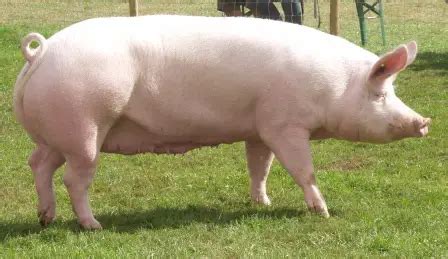 7 BEST Pig Breeds for Profitable Pig Farming