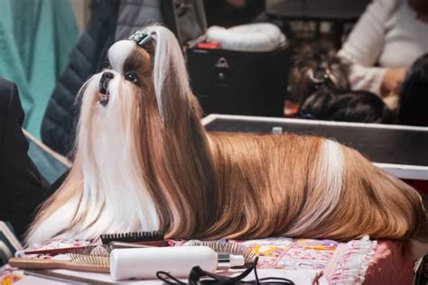 Lhasa Apso: High-maintenance, intelligent and loyal dog breed