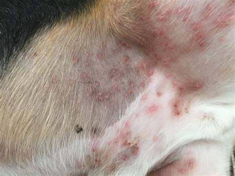 25 Awesome Canine Scabies In Humans - Demodectic Mange