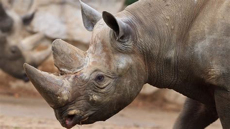 Eastern Black Rhinoceros | BREC's Baton Rouge Zoo