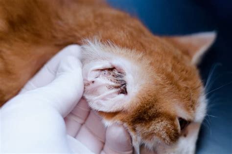Cat Ears Drooping: Signs, Causes & What to Do (Vet Answer) - Catster
