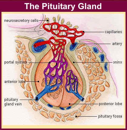 Medical lecture note and Powerpoint slides: Pituitary Gland