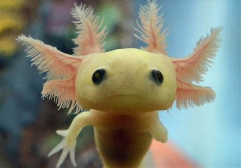 Baby Axolotl. A lot of people say there ugly, but I think they’re pretty cute. : aww