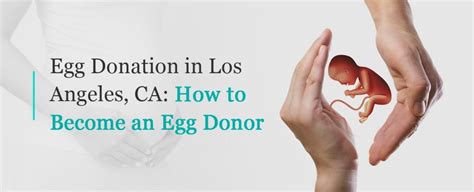 Egg Donation | Western Fertility Institute