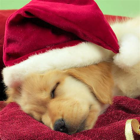 Christmas Dogs Tablet Wallpaper ~ Tablet PC Wallpapers