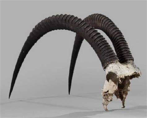 1095: Large African Sable Antelope Horns,