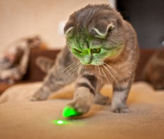 Why Play Is Important for Your Cat - Vetstreet | Vetstreet