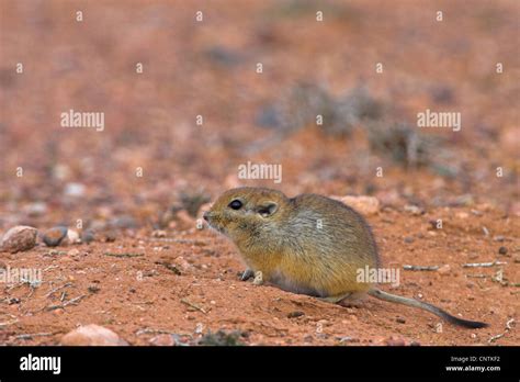 fat sand rat (Psammomys obesus), in habitat Stock Photo - Alamy