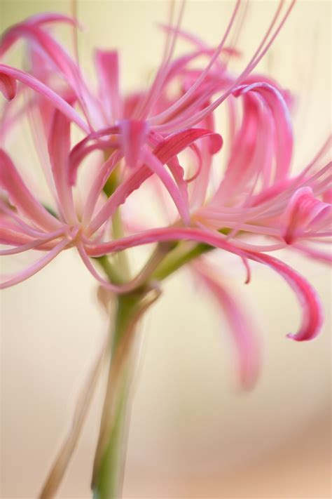CLUSTER AMARYLLIS MACRO PHOTOGRAPHY FLOWER Macro Photography Flowers, Close Up Photography, Big ...