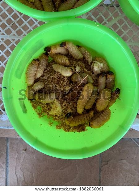 Group Sago Worms Traditional Food They Stock Photo 1882056061 ...