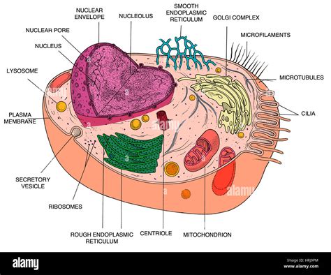 Tierische Zelle Diagramm Stockfoto, Bild: 135012492 - Alamy