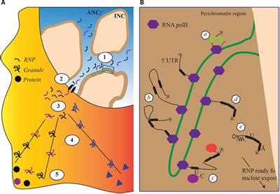 Frontiers | Sorting mRNA Molecules for Cytoplasmic Transport and Localization