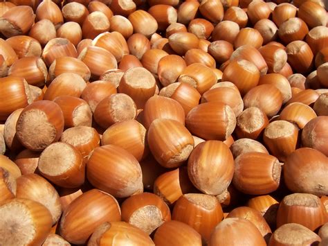 Temperate Climate Permaculture: Permaculture Plants: Hazelnuts (aka Filberts)