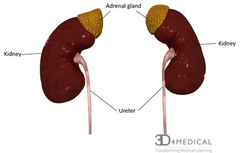 Adrenal gland where is it located - qualitydax