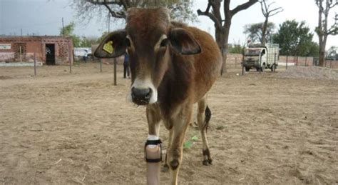 The Jaipur Vet Making Prosthetic Limbs For Amputee Animals For Free - Homegrown