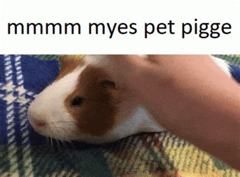 Guinea Pig Pet GIF - GuineaPig Pet MmmMyes - Discover & Share GIFs