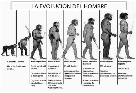 Evolución del ser humano. | Download Scientific Diagram