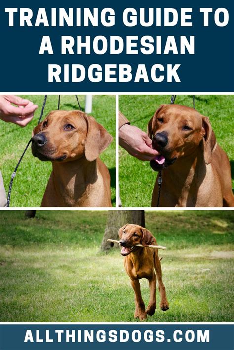 Rhodesian Ridgeback Training | Rhodesian ridgeback, Rhodesian ridgeback ...