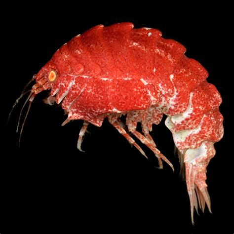 Species New to Science: [Crustacea • 2017] Epimeria of the Southern Ocean with Notes on Their ...