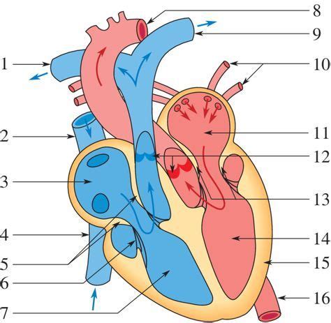 Anatomie | St2s, Biologie, Anatomie du corps