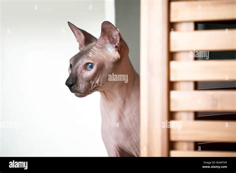 Funny Sphynx cat at home Stock Photo - Alamy