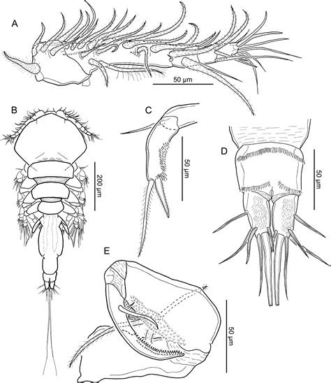 Two new species of parasitic copepods from the genera Nothobomolochus and Unicolax (Cyclopoida ...