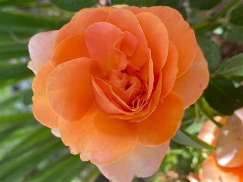 8 Orange Rose Bush Varieties (+Care Tips) - SONG OF ROSES