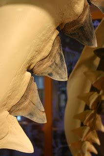 Ancestral Great White Shark Teeth | Carcharodon megalodon Vi… | Flickr
