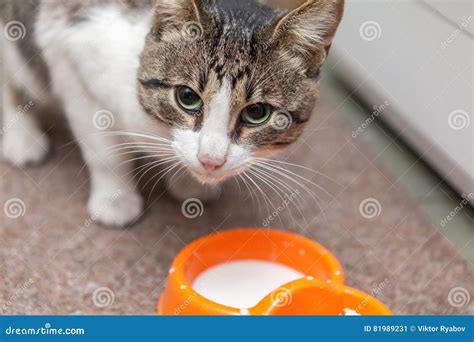 Cat Drinking Milk From A Bowl Big Eyes Home Stock Image - Image of milk, mammal: 81989231