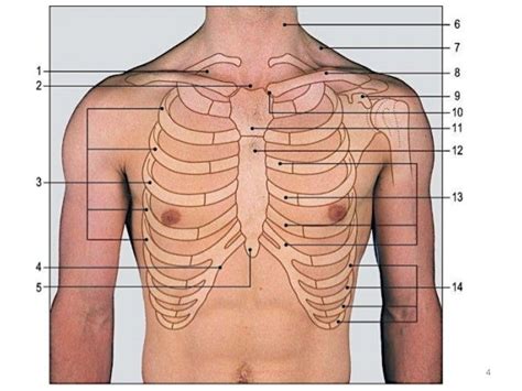 Rib Anatomy Numbers - Anatomy Reading Source