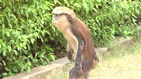 Monkeys at Lekki Conservation Center in Lagos, Nigeria - YouTube