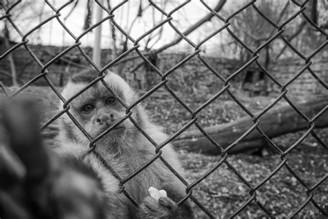 Monkey Behind Wire Mesh Fence · Free Stock Photo