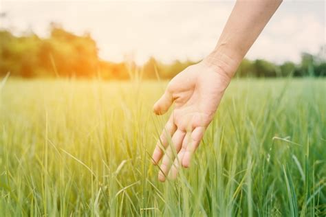 Hand touching fresh grass at sunset Photo | Free Download