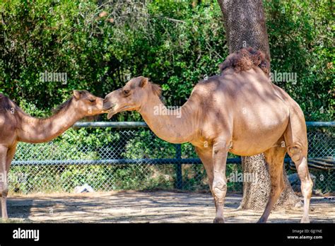 African camel hi-res stock photography and images - Alamy