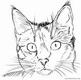 Cat Face Coloring Pages cat face At Printable Coloring4free  sketch template