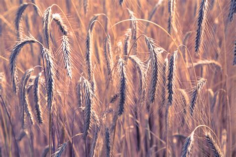 Wheat Field, Vintage Free Stock Photo - Public Domain Pictures