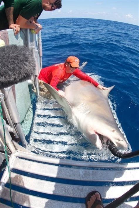 Giant Bull Shark Surprises Researchers