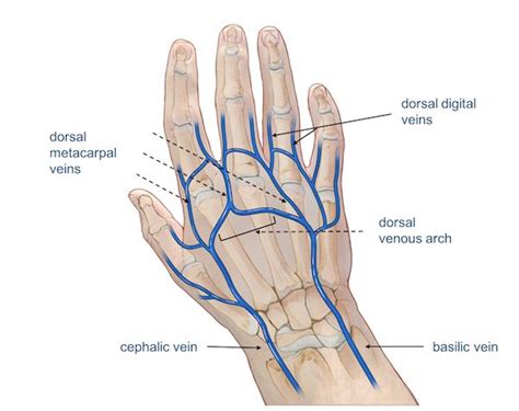 palmar metacarpal vein | Hand anatomy, Hand veins, Wrist anatomy