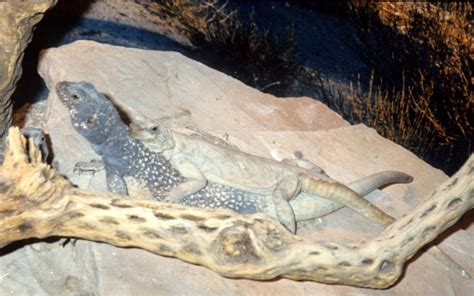 REPTILE - LIZARD - CHUCKWALLA MATING.jpg photo - Coke & Som Smith ...