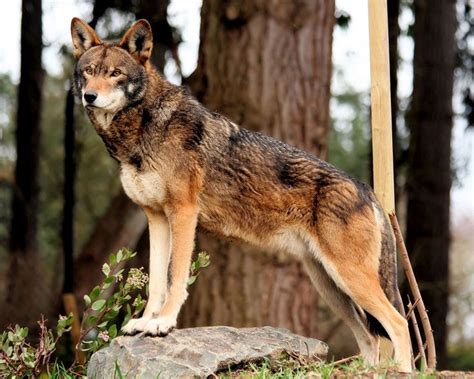 The beautiful and critically endangered red wolf | Endsville Roll … | Red wolf, Rare animals ...