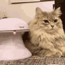 Cat Annoyed GIF - Cat Annoyed Bored - Discover & Share GIFs