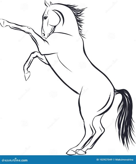 Sketch of the Horse Standing on Hind Legs. Stock Vector - Illustration ...